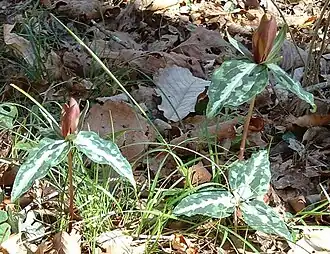 Trillium decipiens