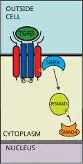 R-SMAD binds coSMAD