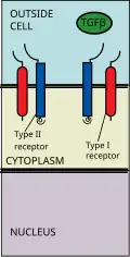 TGF Beta ligand binds to receptor