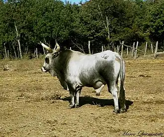 Taureau gris ardoise au cou et au ventre plus foncé. Les cornes ont une forte section.