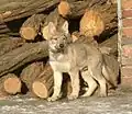 Jeune chien-loup tchécoslovaque