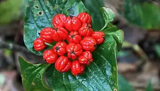 Description de l'image Tacca Palmata.jpg.