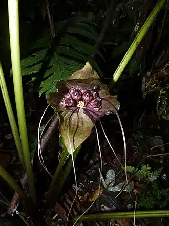 Description de l'image Tacca borneensis 61043090.jpg.
