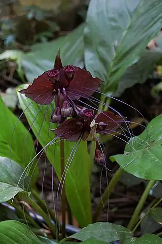 Description de l'image Tacca chantrieriRHu05.JPG.