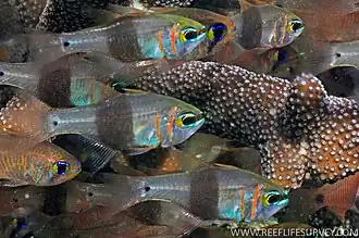 Description de l'image TaeniamZosterophRLS.jpg.