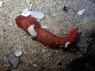 Taeniogyrus dunedinensis