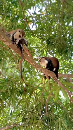Cercopithecus mona dans un bois sacré de la région de la Volta. Mai 2019.