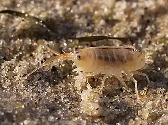 Talitrus saltator (Talitridae)