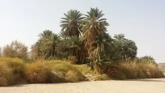 Photo d'un paysage montrant au premier plan un jardin public et au fond des montagnes enneigées.