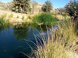 Oasis à Tamanrasset.