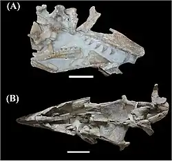 Crânes fossiles de Taniwhasaurus oweni (A ; en haut) et de Taniwhasaurus antarcticus (B ; en bas).