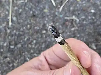 Description de l'image Tantilla cucullata 158430096.jpg.