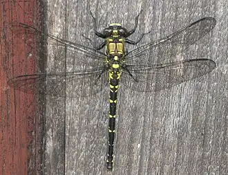 Description de cette image, également commentée ci-après