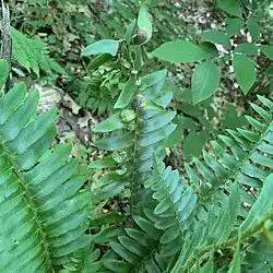 Taphrina polystichi sur Polystichum setiferum.