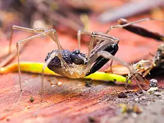 Description de l'image Taracus pallipes 55439689.jpg.