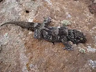 Description de l'image Tarentola_bischoffi.JPG.