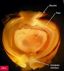 Taret (Lyrodus pedicellatus) : région antérieure vue de face, montrant la coquille, le pied et l'orifice buccal.