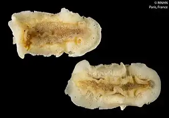 Taringa oleica (spécimen naturalisé)