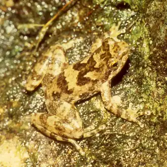 Description de l'image Taudactylus eungellensis.png.
