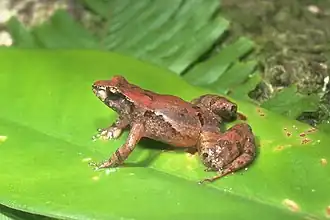 Description de l'image Taudactylus liemi.jpg.