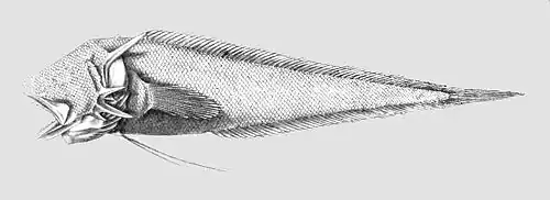 Tauredophidium hextii