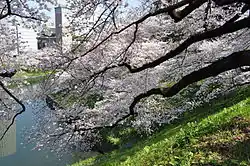 Cerisiers à Tayasumon (avril 2012).