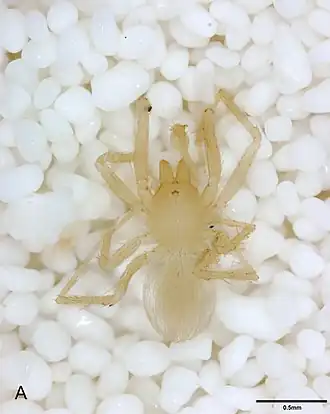 Description de l'image Tayshaneta sprousei.jpg.