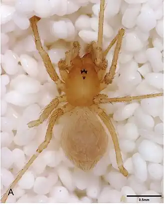 Description de l'image Tayshaneta valverdae.jpg.