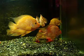 Description de cette image, également commentée ci-après