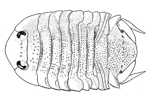 Tecticeps renoculis (Tecticipitidae)