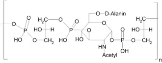 Image illustrative de l’article Acide téichoïque