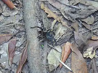 Description de l'image Tekoapora wacketi - Rafael - 475109677.jpeg.