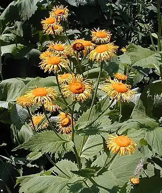 Description de l'image Telekia.jpg.