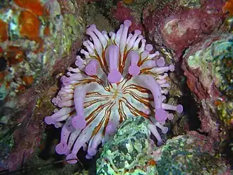 Telmatactis cricoides, une Isophelliidae.