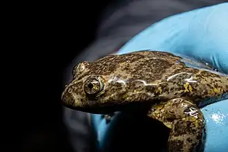 Description de l'image Telmatobius brachydactylus.jpg.