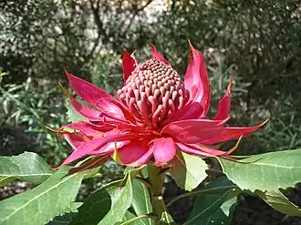 Description de l'image Telopea speciosissima.JPG.