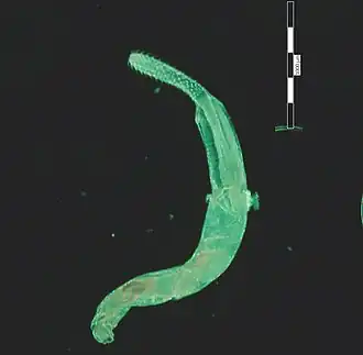 Description de cette image, également commentée ci-après