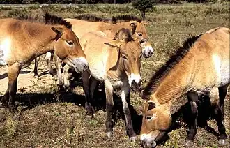 Cheval de Przewalski (100 %)