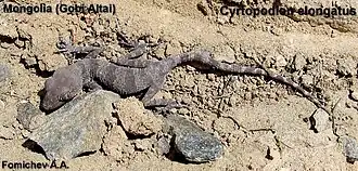 Description de l'image Tenuidactylus elongatus.jpg.