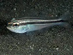 Ostorhinchus kiensis