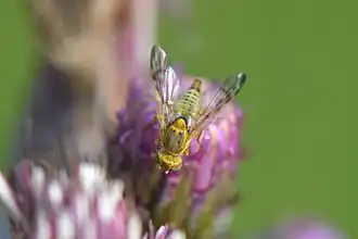 Description de l'image Terellia winthemi.JPG.