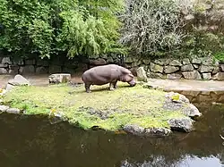 Hippopotame