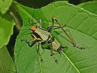 Description de cette image, également commentée ci-après
