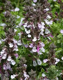 Teucrium chamaedrys ou Germandrée petit chêne