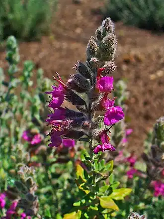 Photographie couleur d'une plante associant des chardons et des fleurs violettes.