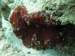 Thalassianthus aster, une Thalassianthidae.