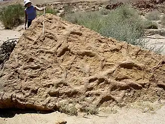 Thalassinoides, terriers attribués à des crustacés (groupe Domichnia).