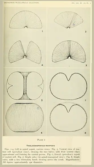 Description de l'image Thalassiophysa rhipidis-Smithsonian Miscellaneous Collections.jpg.