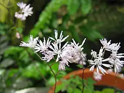 Fleurs de Thalictrum kiusianum.