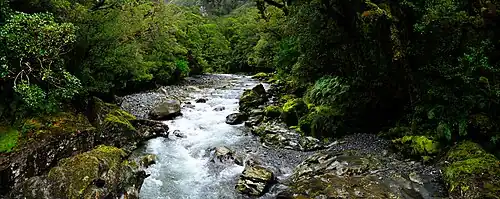 Un torrent entouré de végétation.
